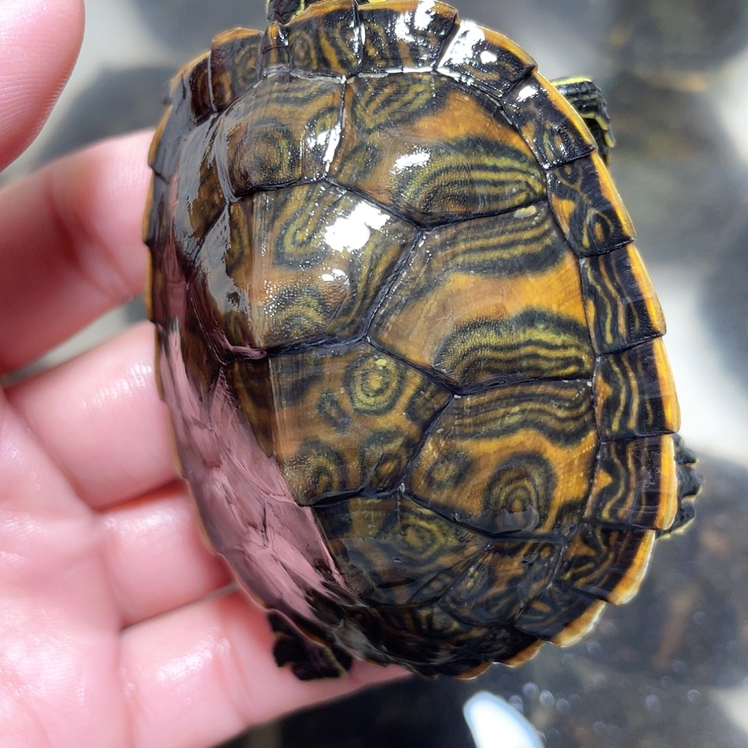 宠物龟不分公母火焰