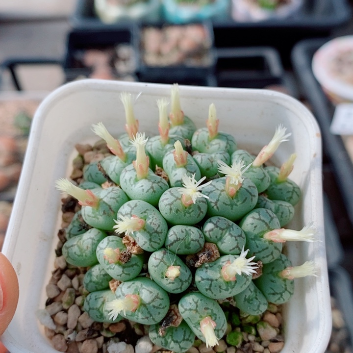 *****生石花花花花花花846