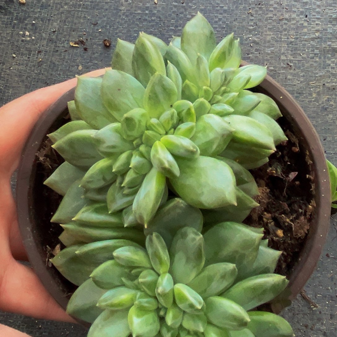 桔云多肉美人精品系列