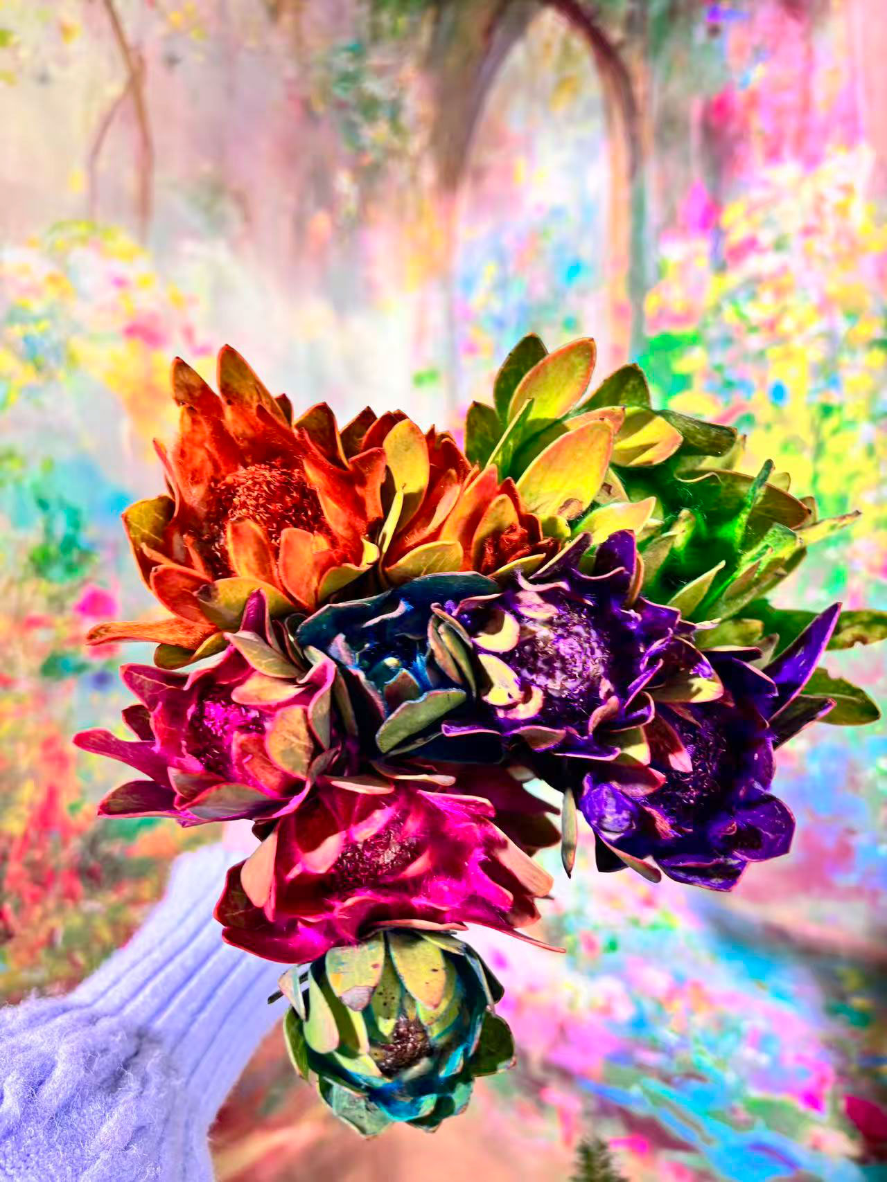 【彩色木百合】南非进口鲜花彩色木百合鲜花