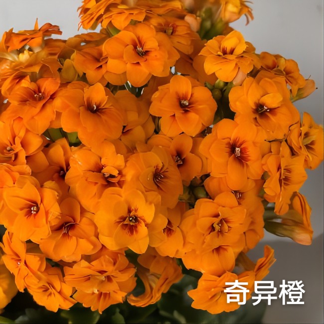 110奇异橙长寿花  