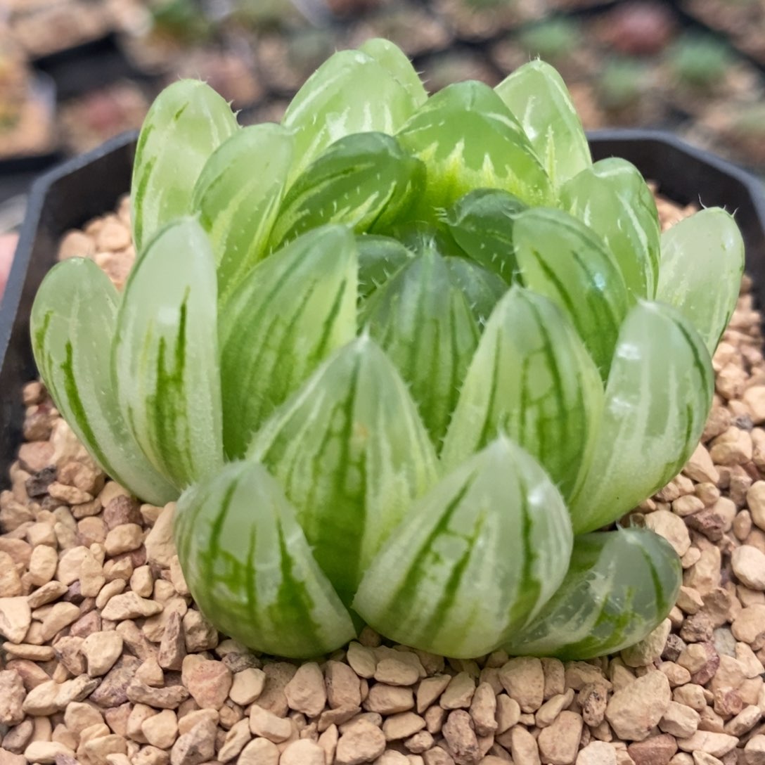 樱水晶玉露锦带盆发货