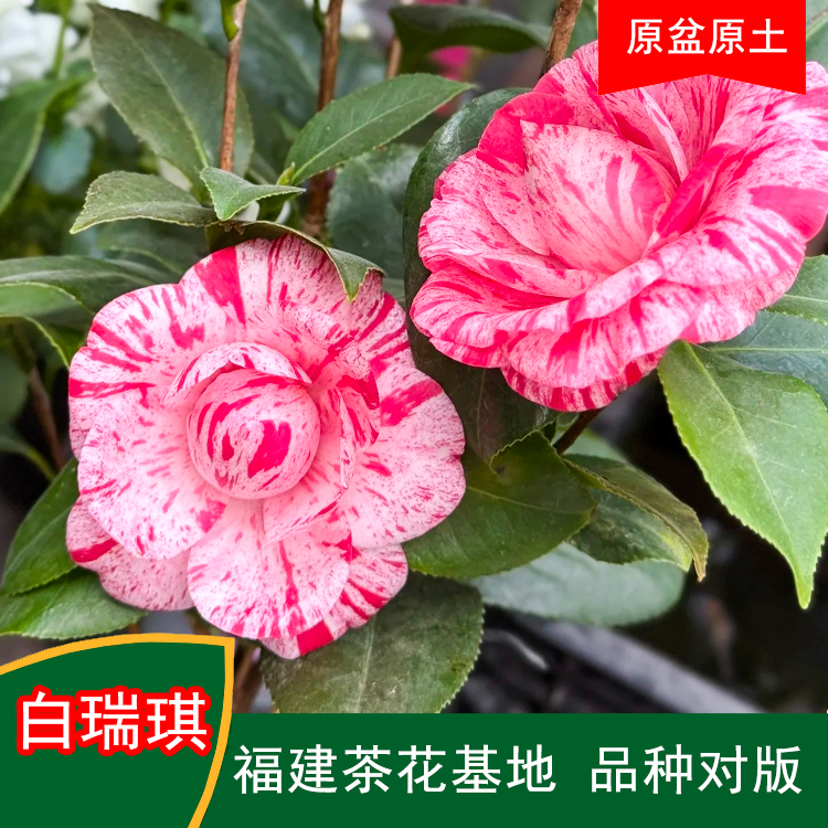 白瑞琪珍贵茶花品种室内外花卉阳台庭院福建茶花基地直销包邮
