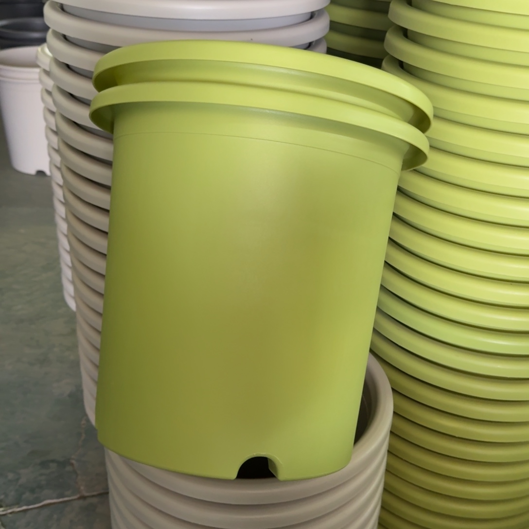 四季8#口径39无拖果绿5个