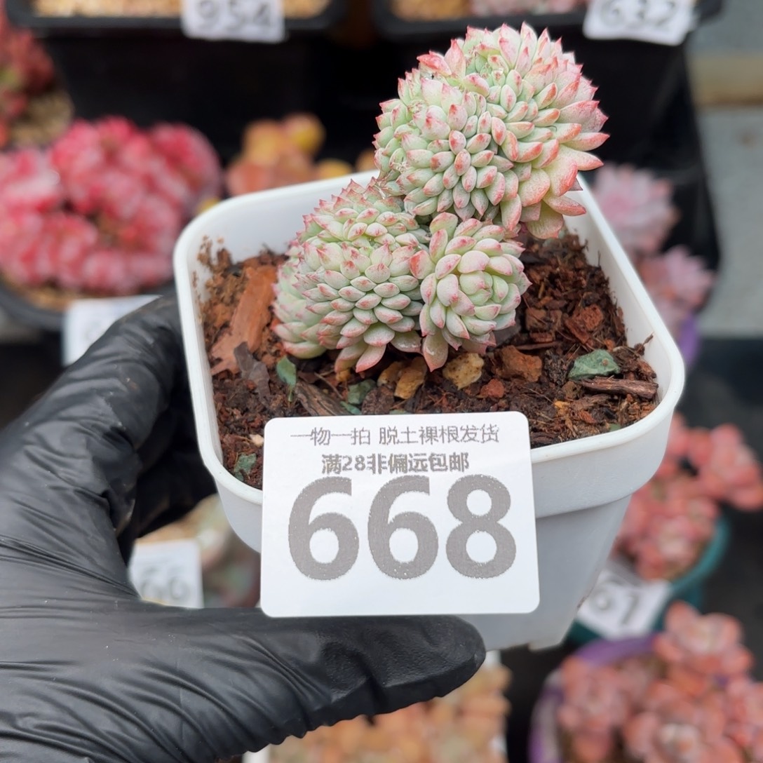 小粉梅缀化无盆土发货