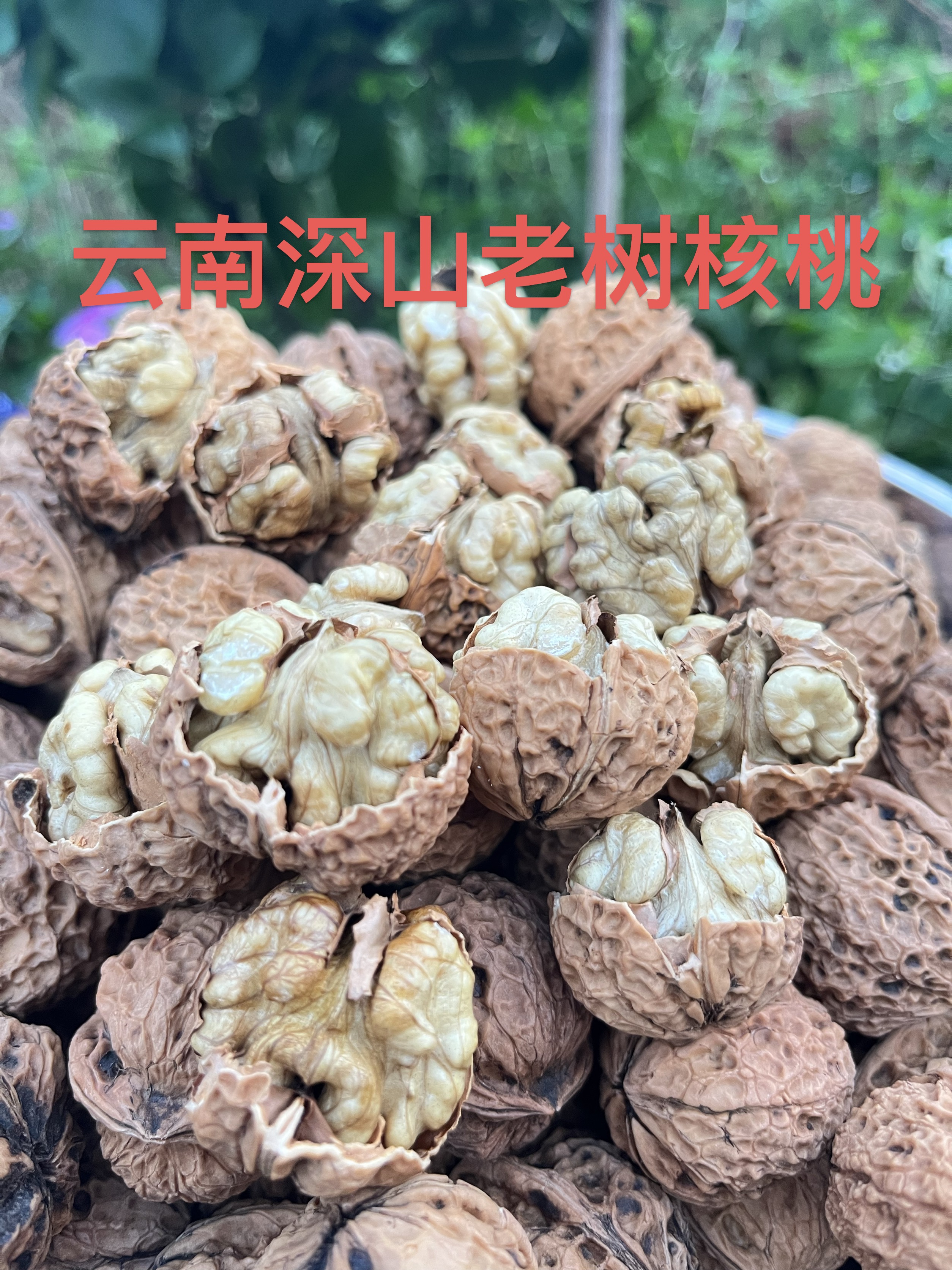 干核桃云南深山老树干核桃皮薄美味营养丰富