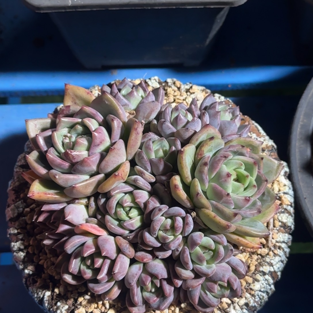 是否会姐姐姐姐你奶奶吧