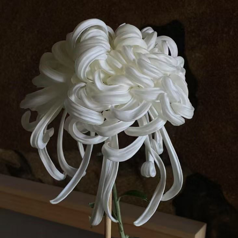 【瑞云殿】菊花（盆栽）原盆发货（盆坏不赔