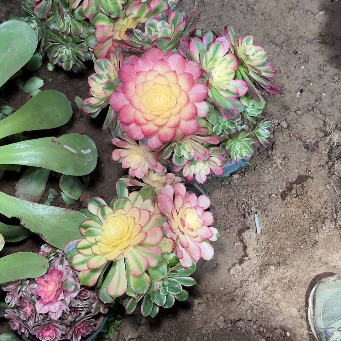 多肉植物海王母本2颗