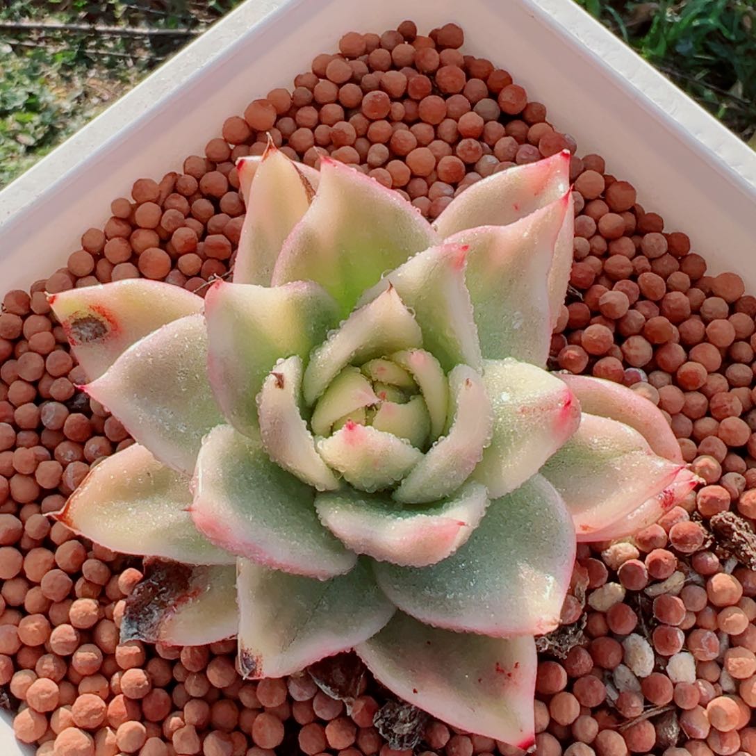 美乌锦，覆轮锦多肉植物