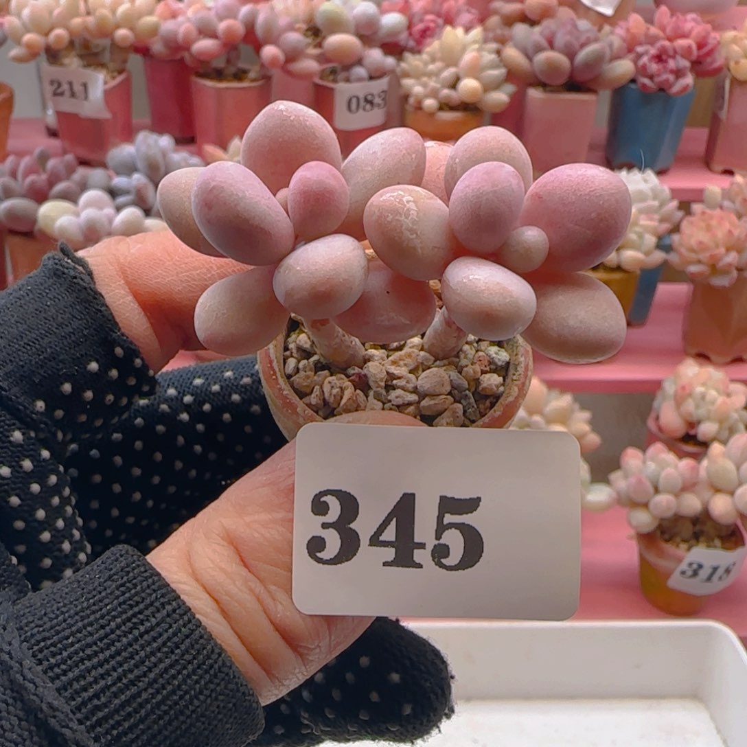 桃蛋345 ，带盆土发货，满38包邮非偏远。