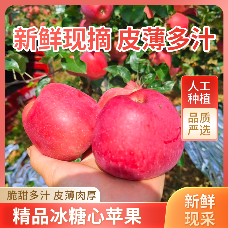 正宗云南昭通红富士糖心一级丑苹果脆甜多汁现采现发云南昭通苹果