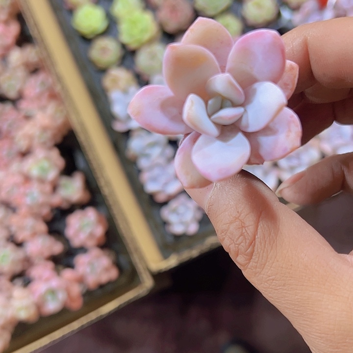 小穴盘雪莲精品多肉