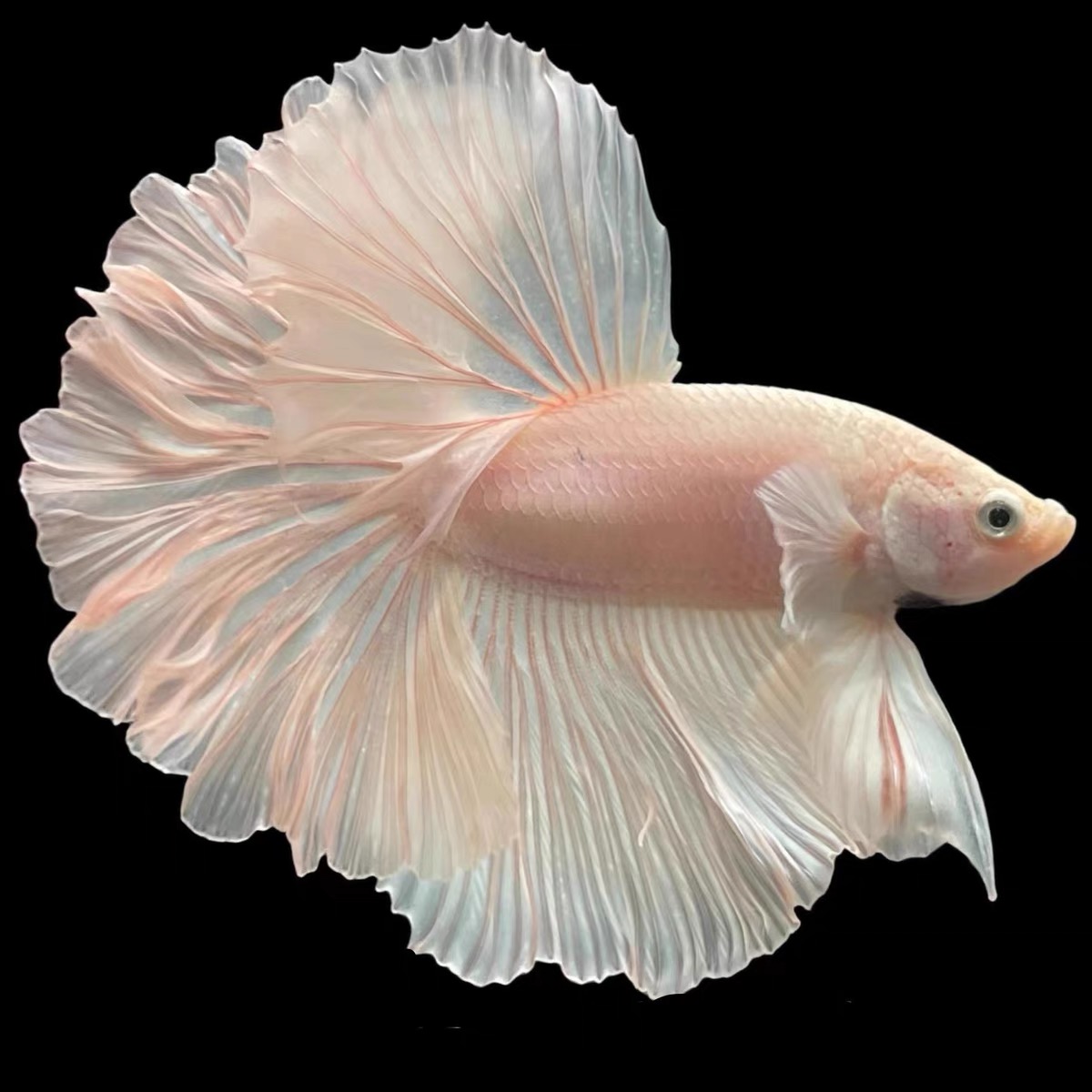 C3（49-72）泰国斗鱼小型热带观赏鱼、耐活（直播间选鱼）