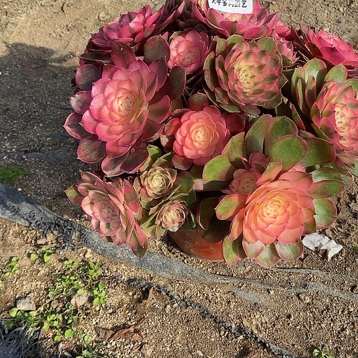 多肉植物荔枝149多肉