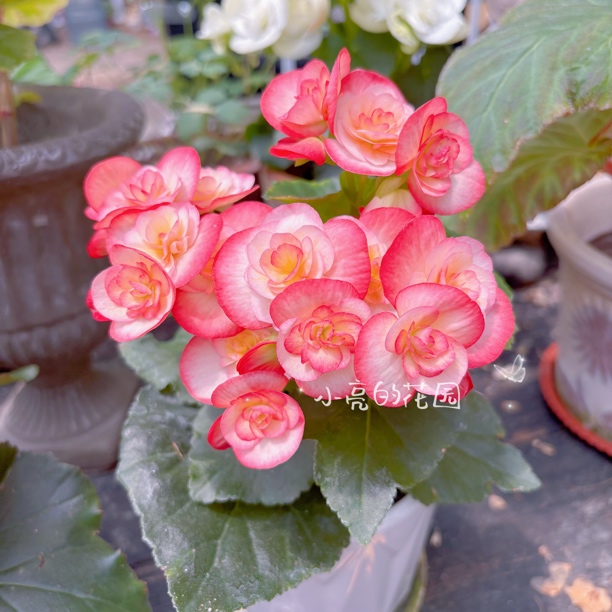 【桃粉贝姬】丽格海棠多年生四季开