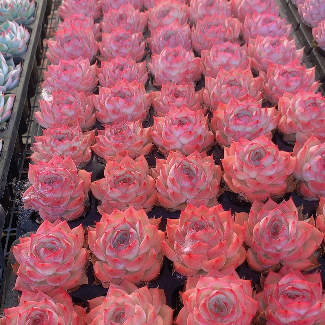 三颗侧影3456677889999