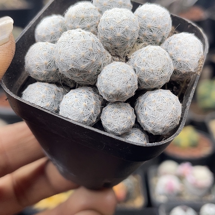 姬春星一盆发货包邮