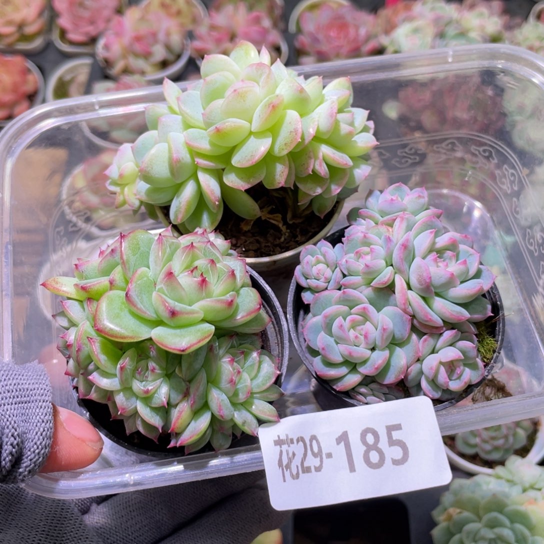 花利美29-185珍妮3颗