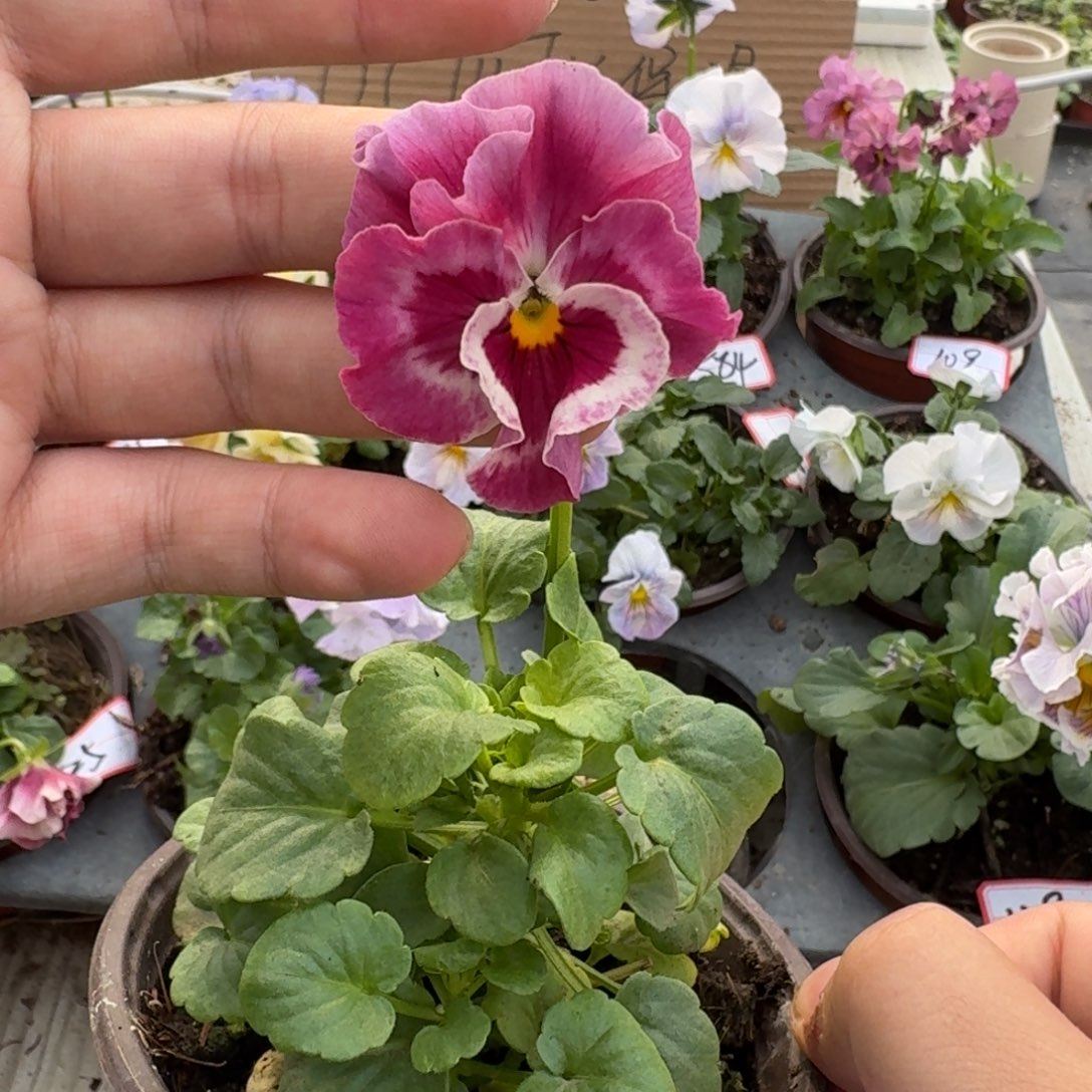 大部分花苞少量开放125