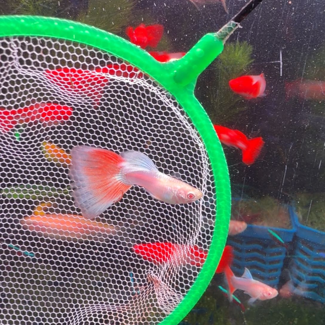 孔雀鱼火烧云15条(8条送7条备损)