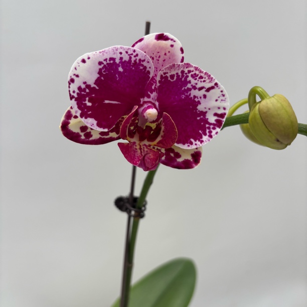 【22090】花不晚蝴蝶兰 蜡质花 花期长 室内花 家用美观