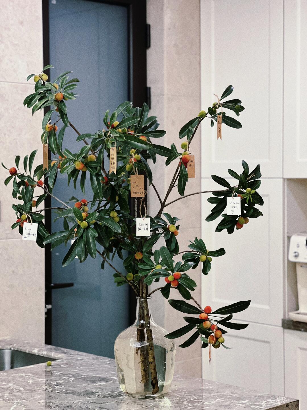 杨梅切枝室内水培长花期现切昆明斗南直发