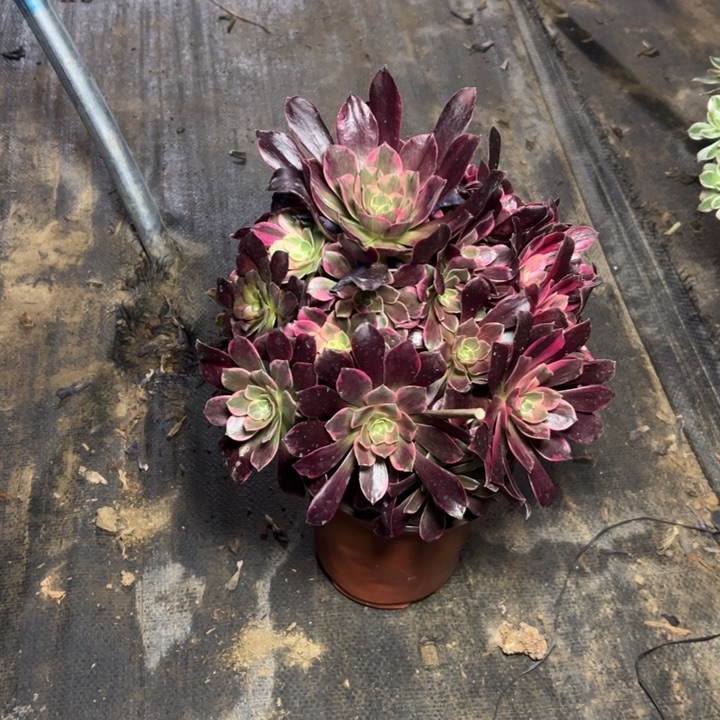 9金丝雀多肉多肉