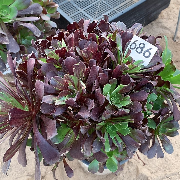 无花朵686欧若拉北