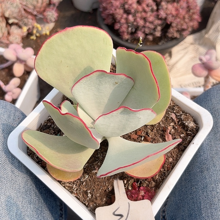 一物一拍，9.9包邮，白眉