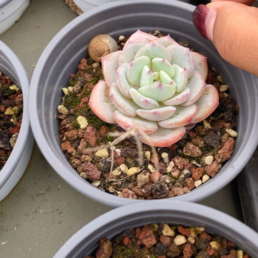 金汇园艺，勃朗峰单头