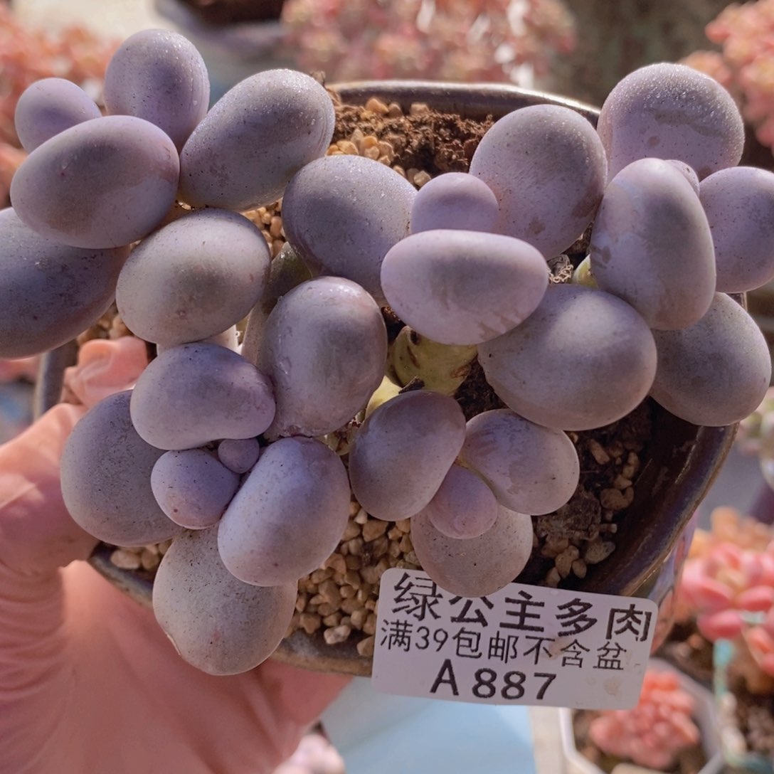 芭比奶洛10cm887多肉酱