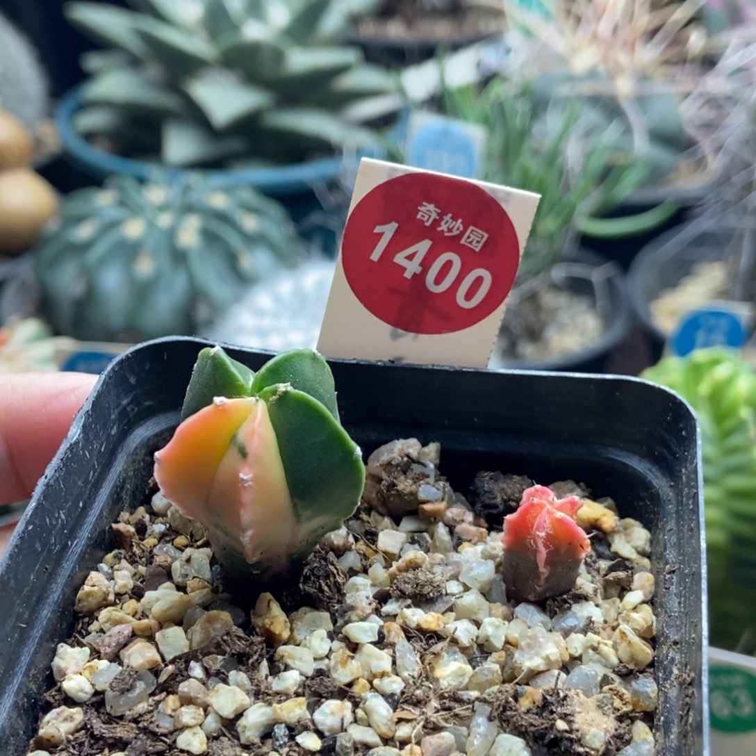 实生鸾凤玉锦两颗仙人球