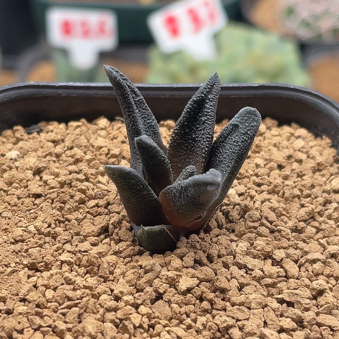 实生丸叶黑体索帝达仙人球