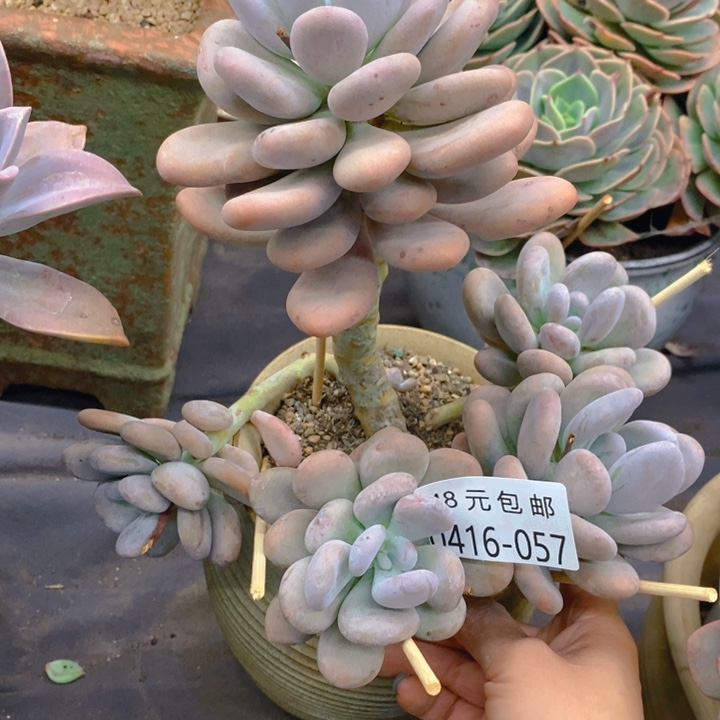 夏悦多肉0416-57陈雪球