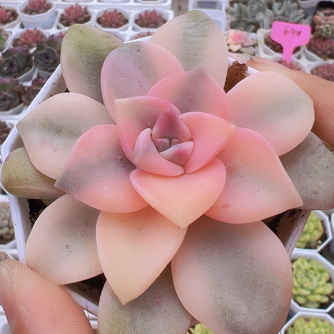 紫乐锦19包邮多肉