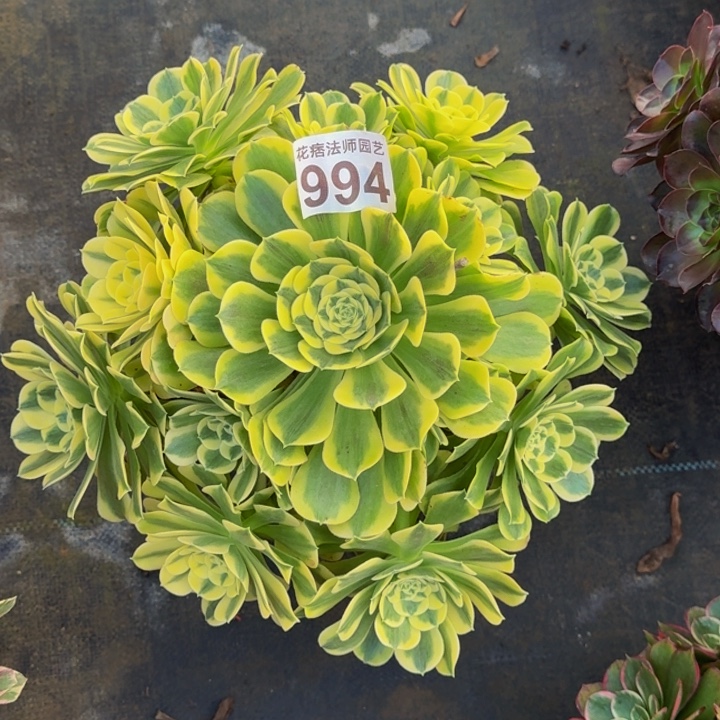 000000000994绿豆沙