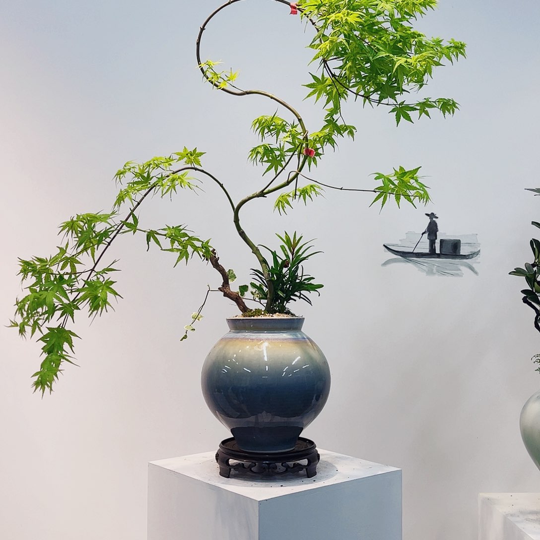 高端绿植一物一拍