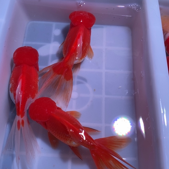 龙睛金鱼精品国狮