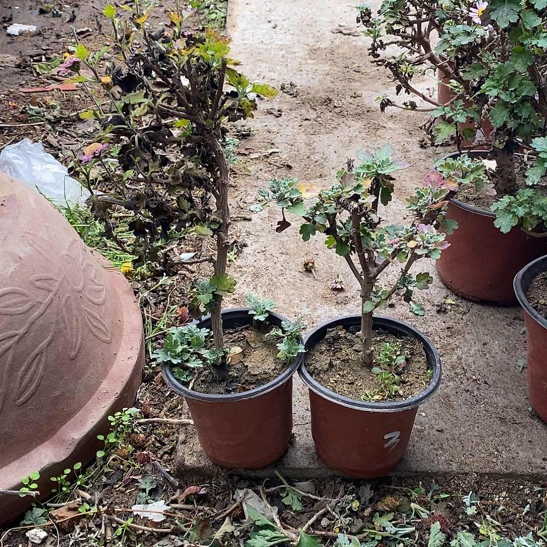 包***容完全开放盆景菊花