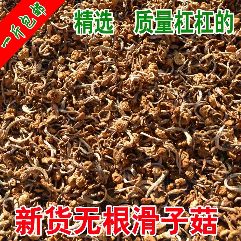 东北特产嫩滑滑子菇当季新货可用于小鸡炖蘑菇干货包邮手工挑选