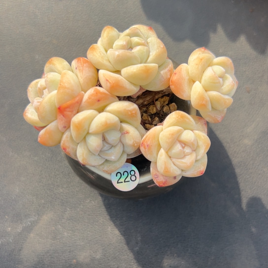 五头冰玉带盆0000000000