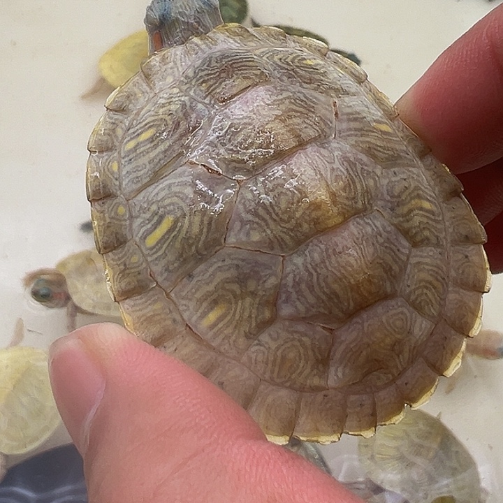 绿毛龟母巴西龟11111