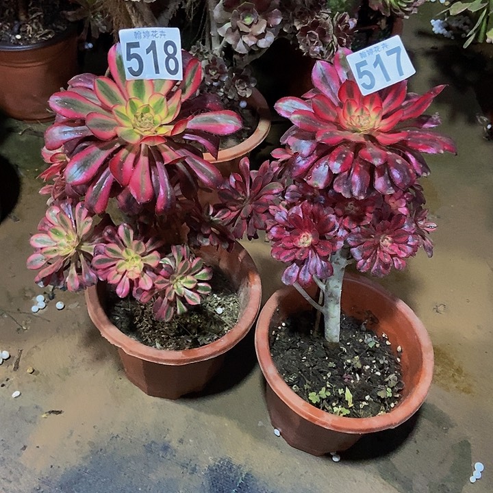 000000000517518香奈