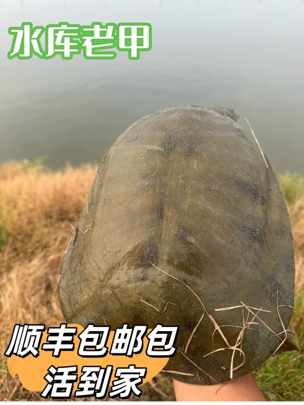 大湖水库深水半野老中华甲