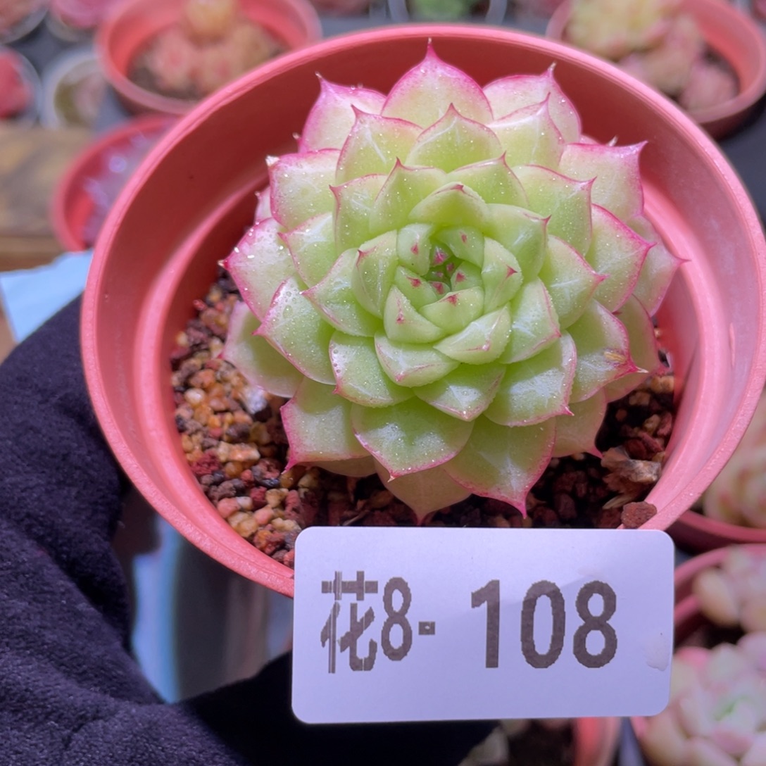 花利美8-108女王玫瑰