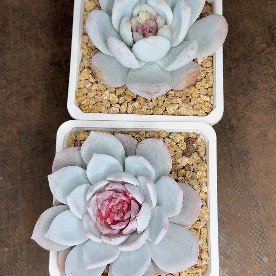 毛***官豆麻麻两颗肉糖心炸