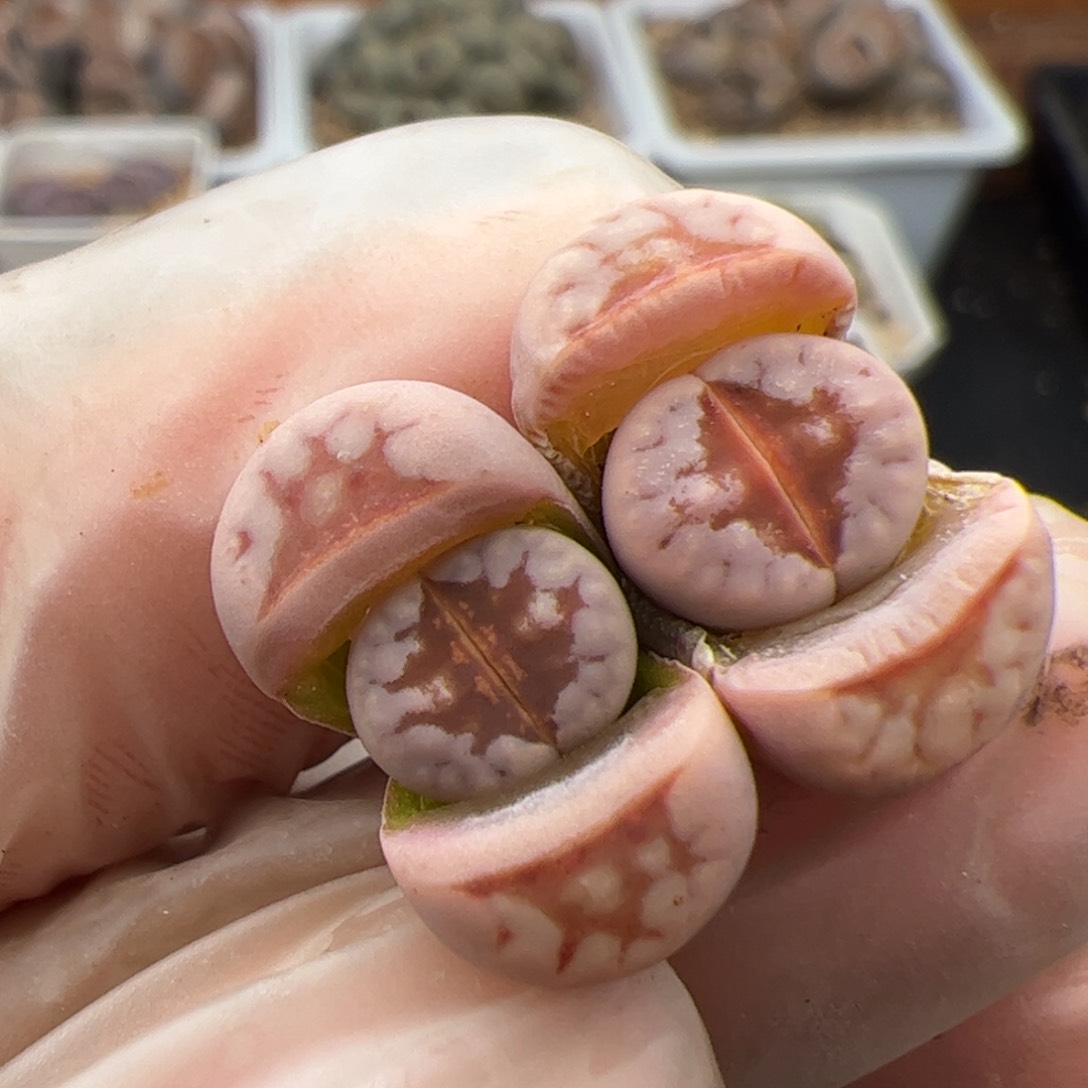 0937号 热唇多肉植物2个