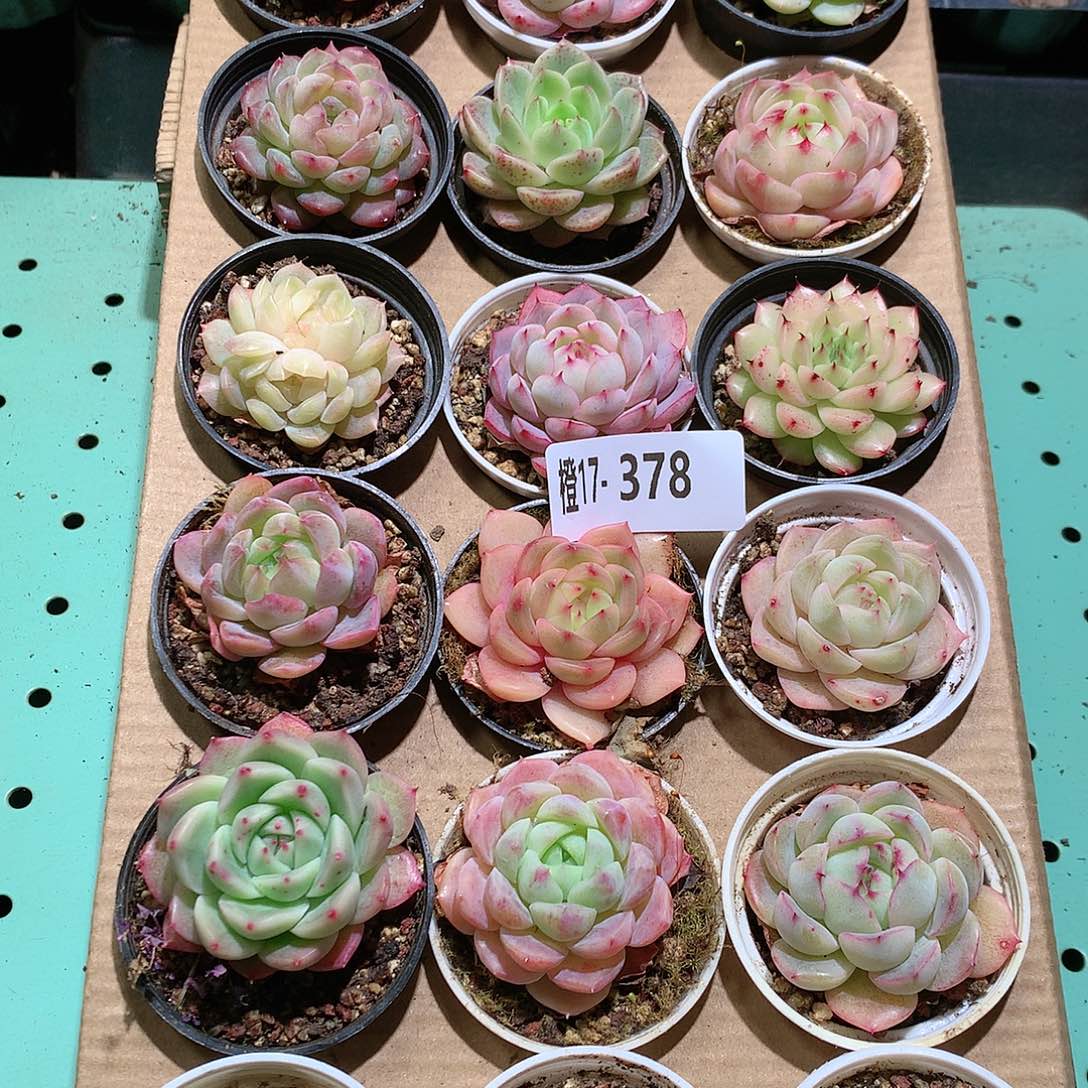 17-378一物一拍带盆18颗