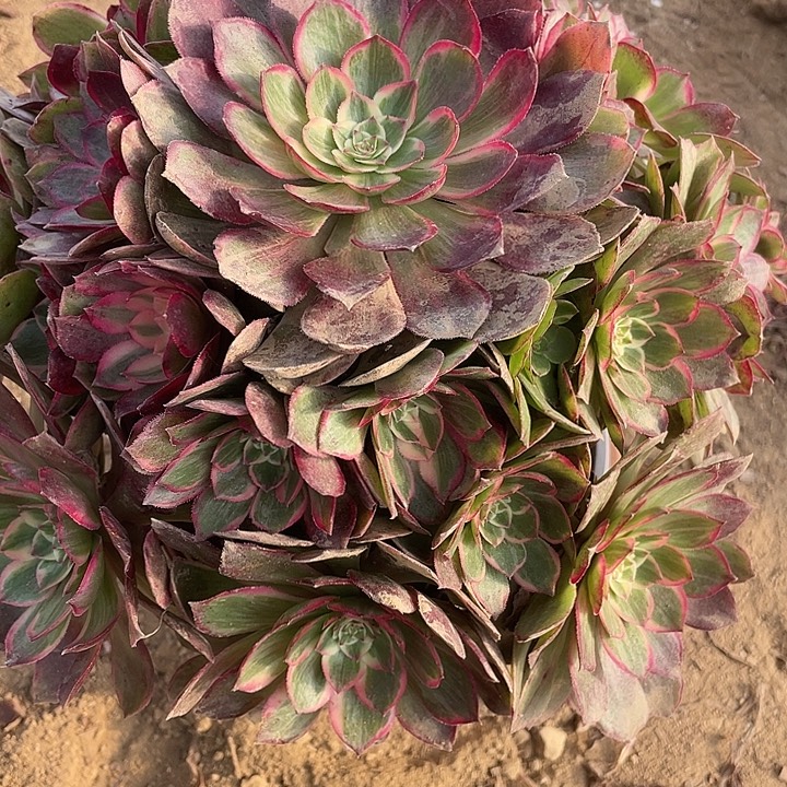 032莲花座多肉植物